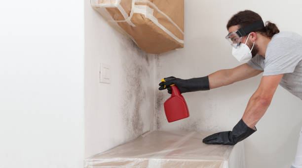 Basement Mold Remediation treatment on basement walls in Highwood