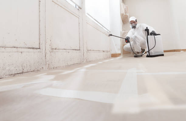 Black mold remediation team in Highwood