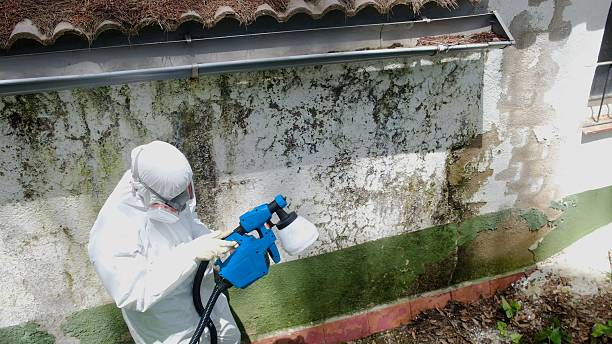 Mold Removal service in Highwood